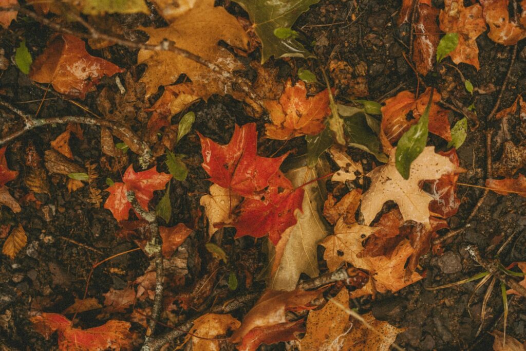 How to Prep Your Roof this Fall Season -- Picture of Autumn Leaves by Hans Isaacson